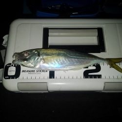 (尺アジ)フロートゲーム