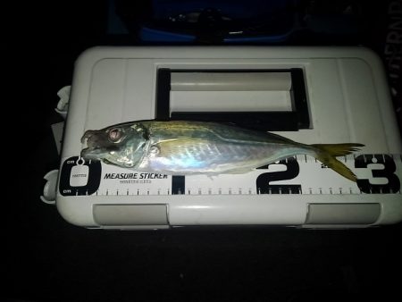 (尺アジ)フロートゲーム