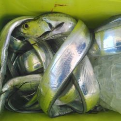 泉州丸 釣果