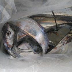 泉州丸　釣果