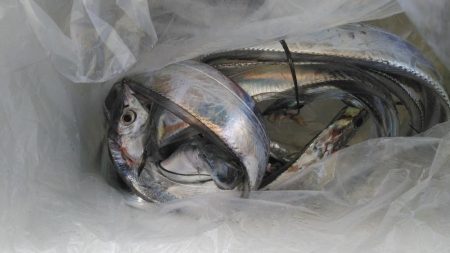 泉州丸　釣果
