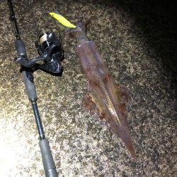 2021 佐渡ヶ島ヤリイカエギング