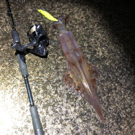 2021 佐渡ヶ島ヤリイカエギング