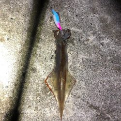 2021 佐渡ヶ島ヤリイカエギング