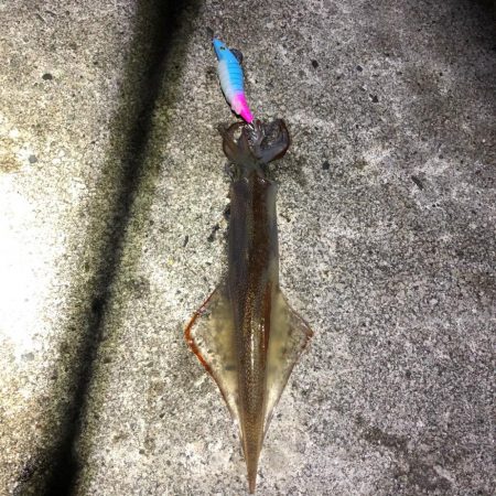 2021 佐渡ヶ島ヤリイカエギング