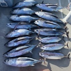 へいみつ丸 釣果