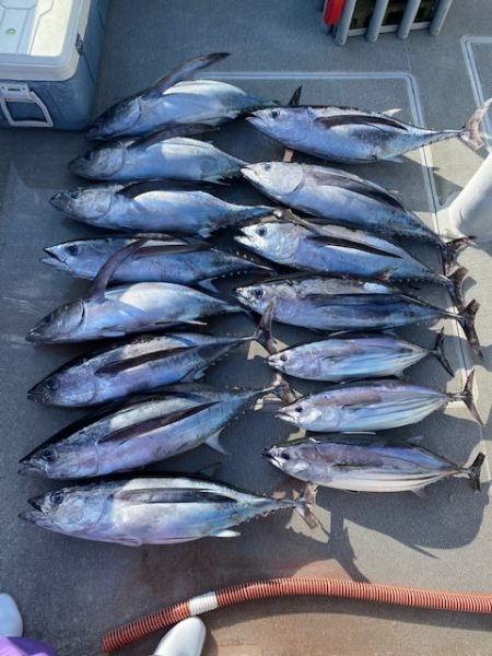 へいみつ丸 釣果