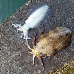 朝練エギング(^^)