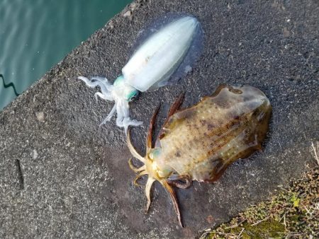 朝練エギング(^^)