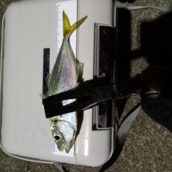 どうしてもアジが釣りたくて