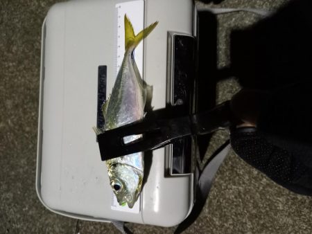 どうしてもアジが釣りたくて