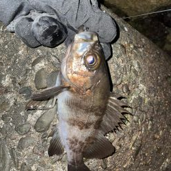 メバリング修行