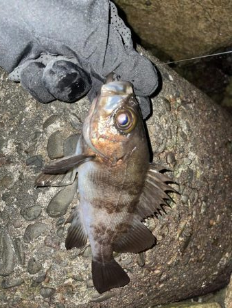 メバリング修行