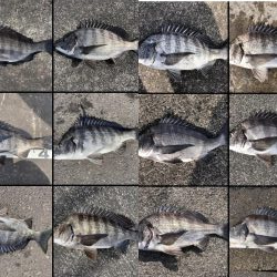 イチノ巨乳、釣果!