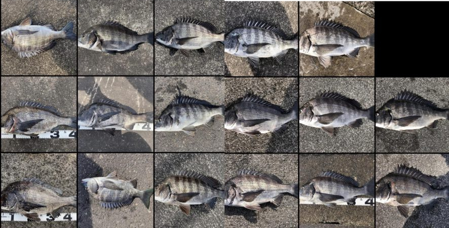 イチノ巨乳、釣果!