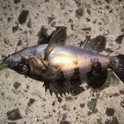 久々の投稿だ!(メバルプラッキング)