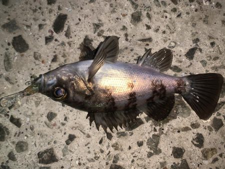 久々の投稿だ!(メバルプラッキング)