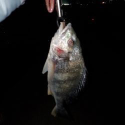 リハビリがてら