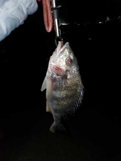 リハビリがてら