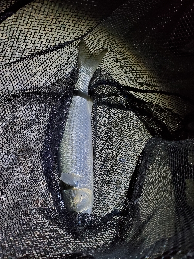 ブリームゲーム