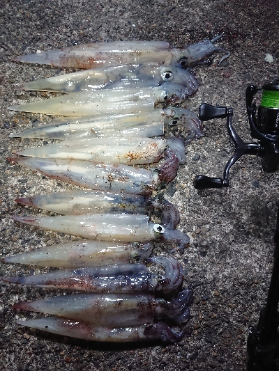 ヤリイカエギング