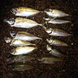 数釣ワッショイ