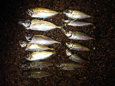 数釣ワッショイ