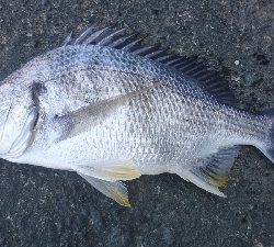 フッキングの練習