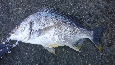 フッキングの練習