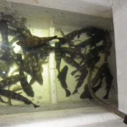 メバルプラッキングを本格的に