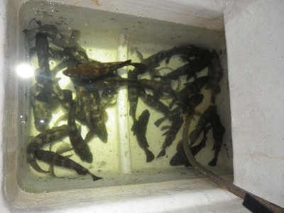 メバルプラッキングを本格的に