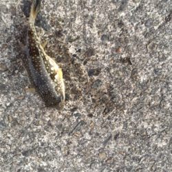 おさかな村は本当におさかな村だった^_^