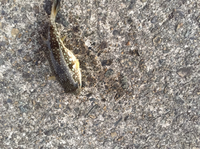 おさかな村は本当におさかな村だった^_^