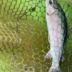 エリアトラウト