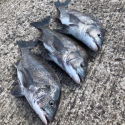 寒チヌ釣り