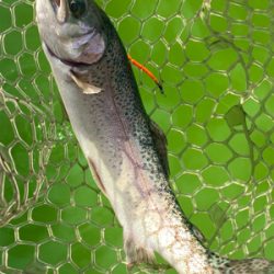 エリアトラウト