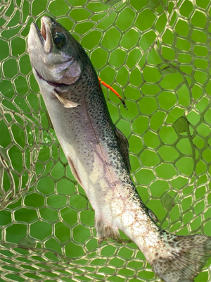 エリアトラウト