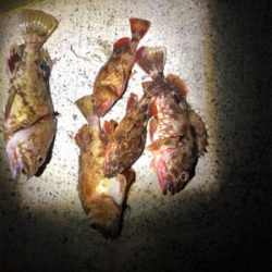 癒しのガッシー