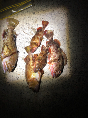 癒しのガッシー