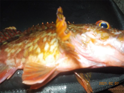 チヌ不調からのガシラ爆釣