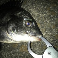 ☆2021年待望の1本