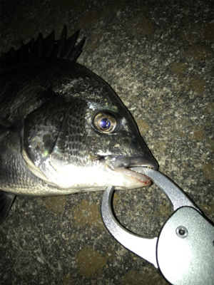 ☆2021年待望の1本