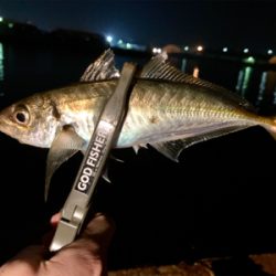 久々の良型アジとメバル