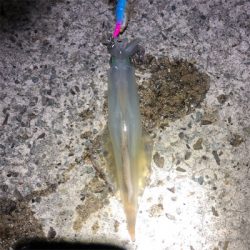 2021 佐渡ヶ島ヤリイカエギング