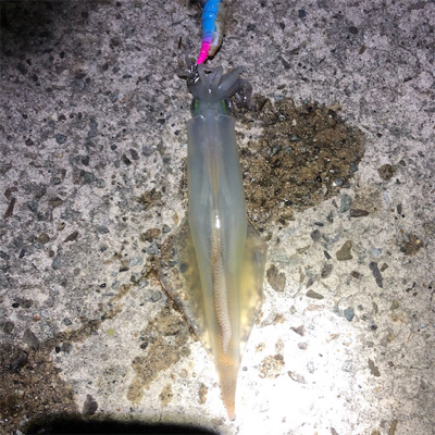 2021 佐渡ヶ島ヤリイカエギング