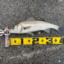 大阪南港 エビ撒き好調！