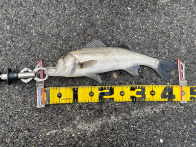 大阪南港 エビ撒き好調！