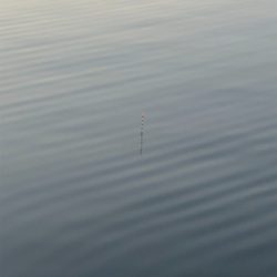 魚は居てます。後は釣るだけ。