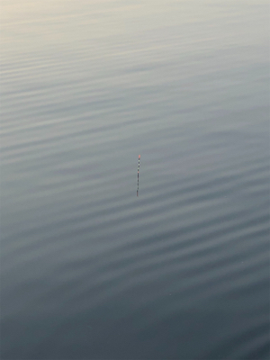 魚は居てます。後は釣るだけ。