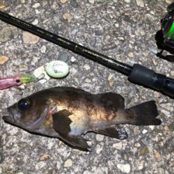 ホタルイカパターン